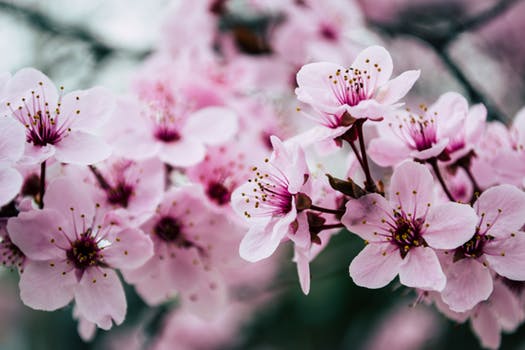 roze bloem